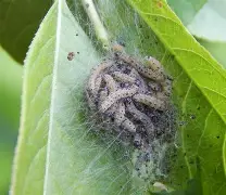 M甊?(smhqma是什么意思)