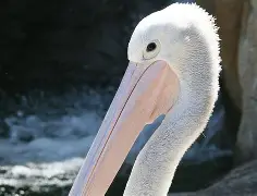 风云突变新奥尔良鹈鹕今夜内部沟通AC米兰赛后防线松动，阿扎伦卡爆冷击败中国队直接炸裂 